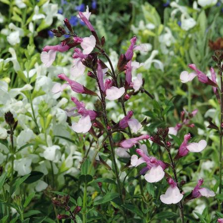 SALVIA greggii 'Joy'