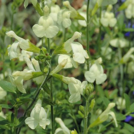 SALVIA greggii 'Sungold'