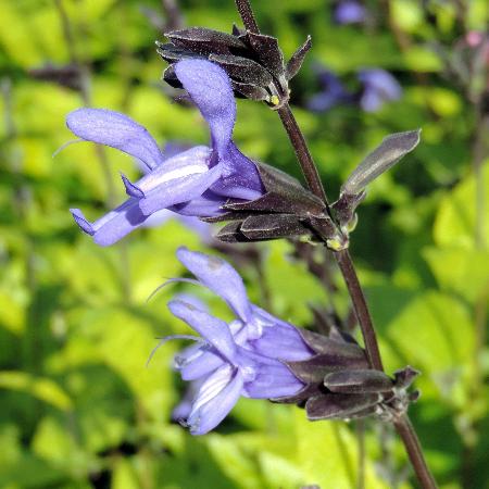 SALVIA guaranitica 'Black and Blue'