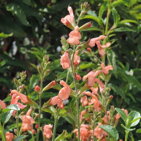 SALVIA jamensis 'California Sunset'
