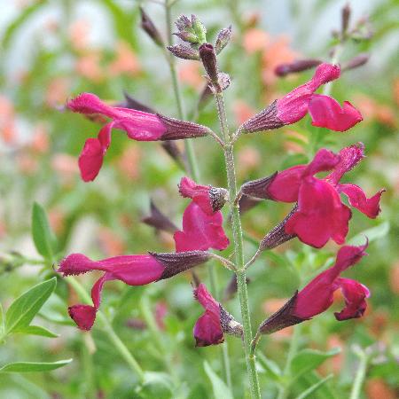 SALVIA jamensis 'Raspberry Royale'
