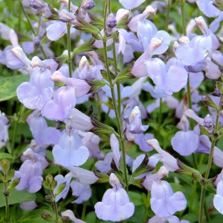 SALVIA microphylla 'Delice Aquamarine' ®