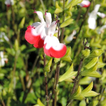 SALVIA microphylla 'Hot Lips'