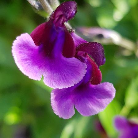 SALVIA microphylla 'Oriental Dove' ®