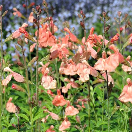 SALVIA microphylla 'Papajan' ®