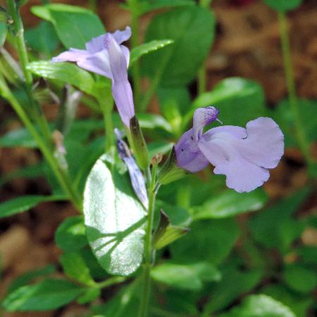 SALVIA microphylla 'So Cool Pale Blue'®