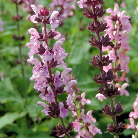 SALVIA nemorosa 'Rose Queen' ('Rosakönigin')