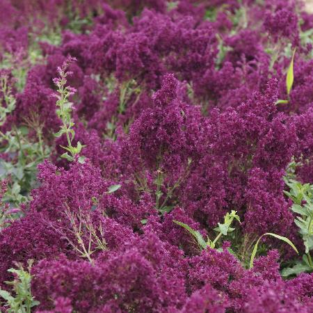 SALVIA nemorosa 'Schwellenburg'