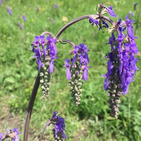 SALVIA nutans