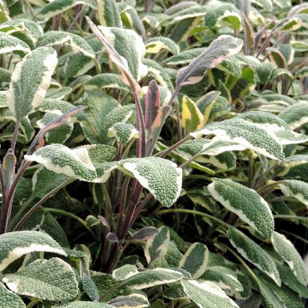 SALVIA officinalis 'Tricolor'