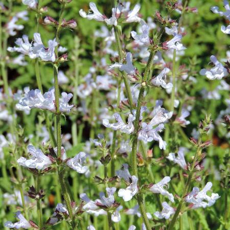 SALVIA repens