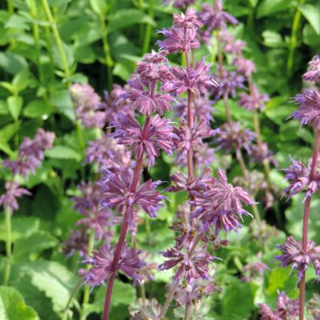 SALVIA verticillata 'Purple Rain'