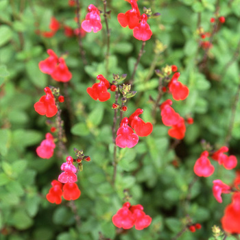 SALVIA microphylla (grahamii)
