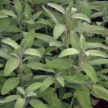 SALVIA officinalis