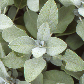 SALVIA officinalis 'Berggarten'