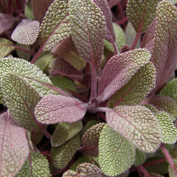 SALVIA officinalis 'Purpurascens'