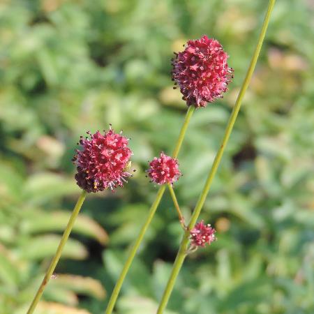 SANGUISORBA officinalis 'Crimson Queen'