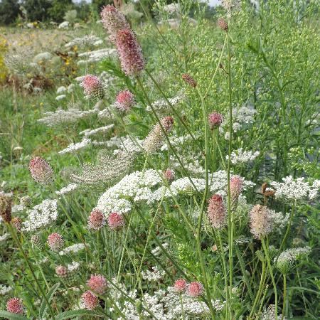 SANGUISORBA officinalis 'Pink Tanna'