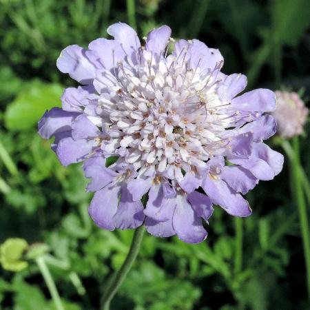SCABIOSA columbaria 'Butterfly Blue'