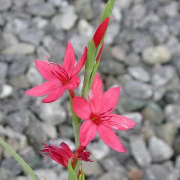 SCHIZOSTYLIS coccinea 'Major'