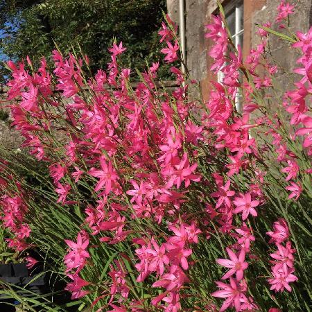 SCHIZOSTYLIS coccinea 'Pink Butterflies' ®