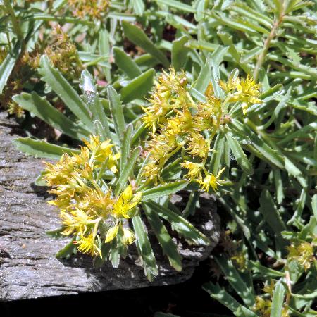 SEDUM kamtschaticum var. middendorffianum