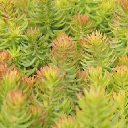 SEDUM reflexum 'Angelina'