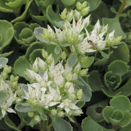 SEDUM spurium 'Summer Snow'
