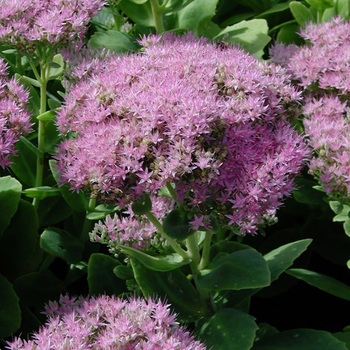SEDUM spectabile 'Carmen'