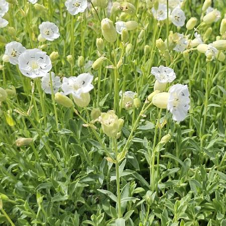 SILENE maritima