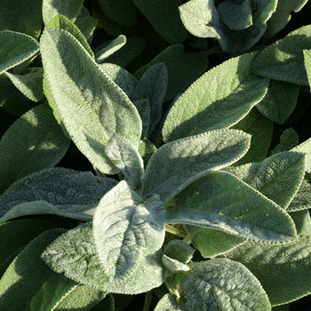 STACHYS byzantina 'Big Ears'