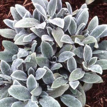 STACHYS byzantina 'Silver Carpet'