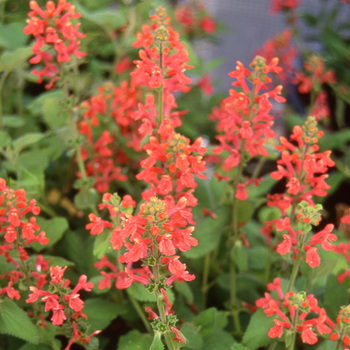 STACHYS coccinea