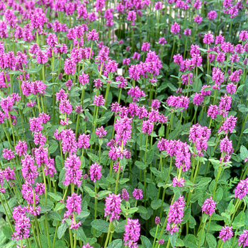 STACHYS grandiflora