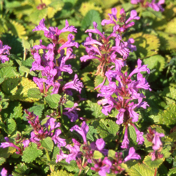 STACHYS grandiflora 'Superba'