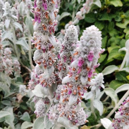 STACHYS
