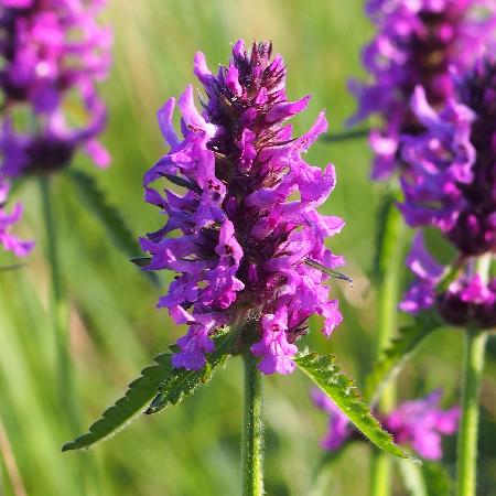 STACHYS officinalis