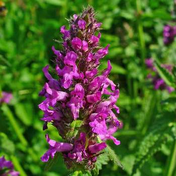 STACHYS monieri 'Hummelo'