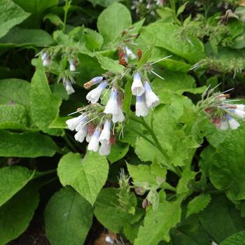 SYMPHYTUM grandiflorum 'Hidcote Blue'