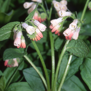 SYMPHYTUM grandiflorum 'Hidcote Pink'