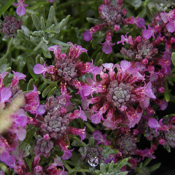 TEUCRIUM
