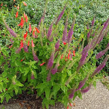 TEUCRIUM hircanicum 'Flowtime'