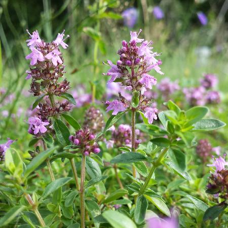 THYMUS pulegioides