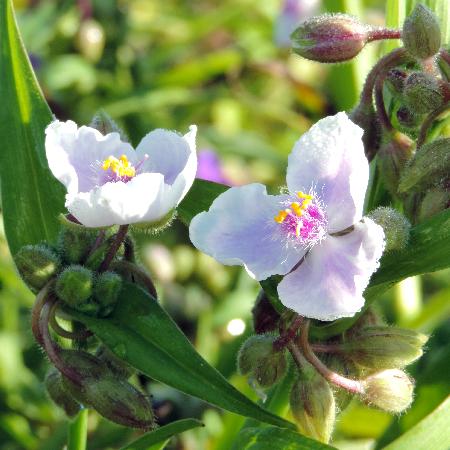 TRADESCANTIA