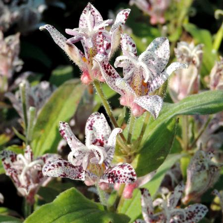 TRICYRTIS hirta 'Miyazaki'