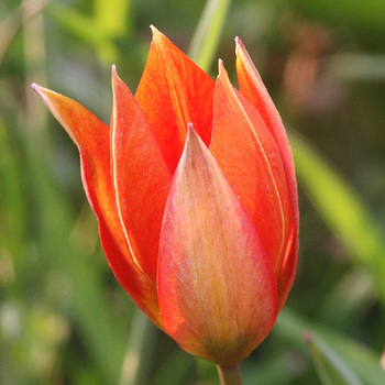 TULIPA orphanidea (Whittallii Group)