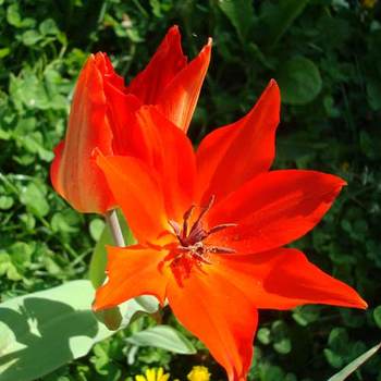 TULIPA praestans 'Fusilier'