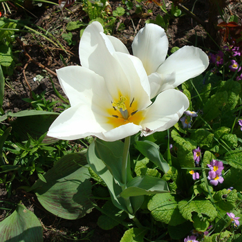 TULIPA 'Purissima'