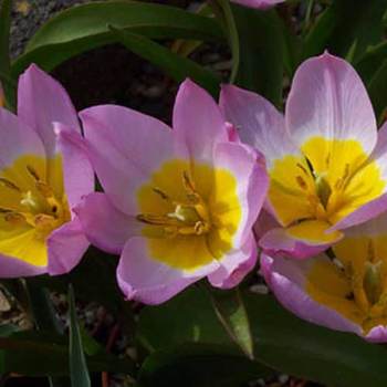 TULIPA saxatilis