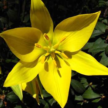 TULIPA sylvestris